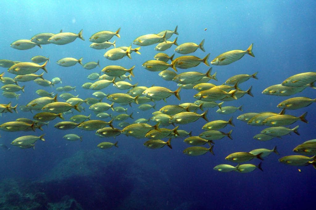 Plongée sous-marine